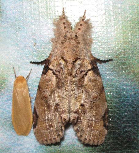 Gadirtha impingens